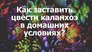 Как заставить цвести каланхоэ в домашних условиях?