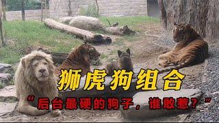 獅虎狗的組合，”後台最硬的狗子，誰敢惹？”#寵物#動物園#獅子#老虎#狗狗