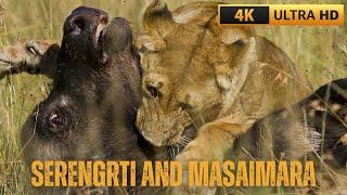 VÙNG ĐẤT HUYỀN THOẠI SERENGETI - MASAIMARA VÀ CUỘC DI CƯ VĨ ĐẠI NHẤT HÀNH TINH - VIDEO 4K UTRA HD