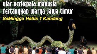 NYATA DITEMUKAN ULAR NAGA BERKEPALA MANUSIA, VIDEO INI BUKTINYA