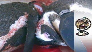 The South African Penguin Murder Mystery (2001)