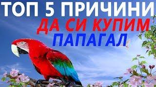 ТОП 5 ПРИЧНИ ДА СИ КУПИМ ПАПАГАЛ