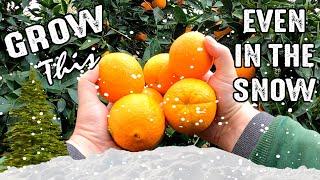 How To Grow Citrus & Other Frost Sensitive Plants Year-Around In Below Zero Temperatures!?!?