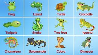 Dạy bé học tiếng Anh tên các loại động vật Lưỡng cư - Bò sát | Amphibians - Reptiles | Oh Vui Kids