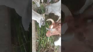 Feeding napier grass to the cows.#shortvideo #shorts #napiergrass #cow #cowvideos #greenfodder