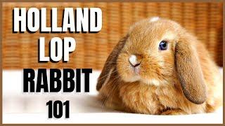 Holland Lop Rabbit 101