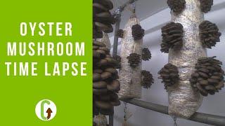 Oyster Mushroom Timelapse Video (& How Mushrooms Grow So Fast) | GroCycle