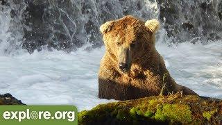 Meet 480 Otis - Bears of Brooks Falls