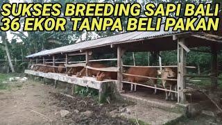 BREEDING SAPI BALI 36 EKOR TANPA NGARIT DAN BELI PAKAN