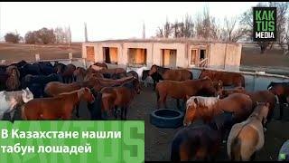 В Казахстане нашли табун лошадей. Предположительно те, которые пропали в Кемине