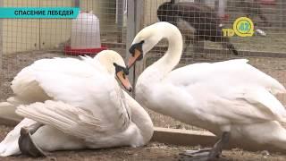 Жители Уральска спасли лебедей