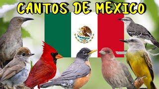 10 Cantos de "Aves de México" | Los Pajaros de MEXICO mas Populares y Bonitos