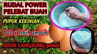 rahasia membuat RUDAL power perangsang buah npk & telur aduk langsung semprotkan at kocorkan