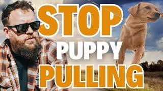 Stop Your Puppy PULLING In 3 Easy Steps!