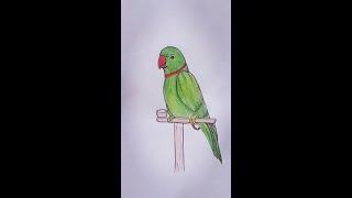 parrot drawing/how to draw a realistic parrot #trendingshorts  #short #pencilsketchforbegginers