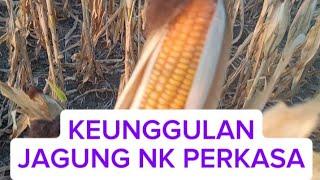 KEUNGGULAN JAGUNG NK PERKASA DI MUSIM KEMARAU