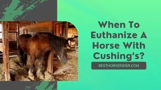 When To Euthanize A Horse With Cushing’s?