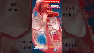 Heart anatomy l Heart valves and chamber l Blood circulation in heart l हार्ट एनाटोमी #heart #shorts