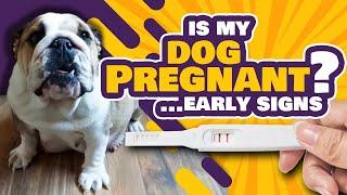 How to tell if my dog is PREGNANT? - early signs and how to take care