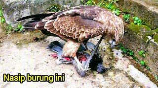 Burung elang jinak Si Lee, yang hidup di alam liar