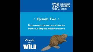 Riverwoods, beavers and stories from our largest wildlife reserve