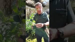 How to Grow and Take Care of Ferns - Paradise Distributors