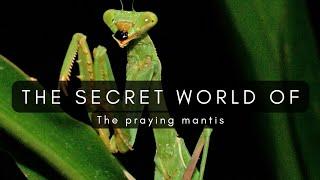 The Secret World Of The Praying Mantis - A short Nature Documentary