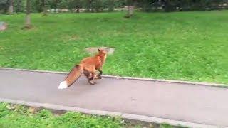 Tiki the fox on the walk without a leash (Day 162)