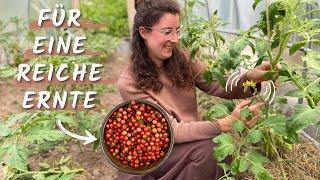 REICHE TOMATEN Ernte mit diesem GENIALEN Trick!  Das solltest du bei deinen Tomatenpflanzen tun!