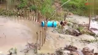 Anaconda snake trap using a chicken as bait