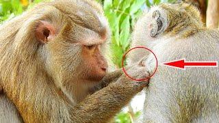 WOW !! Amazing ASMR Grooming Tow Big Female Monkeys Wildlife Come To Change Best Grooming For Each O