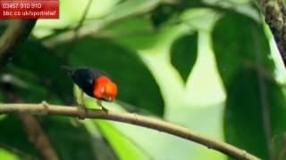 Michael Jackson Bird Dance