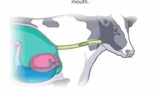 Ruminants - Natural Science