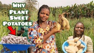 How To Make ¢20,000 From An Acre of Sweet Potato Farm | Why You Should Plant Sweet Potatoes | Frenat