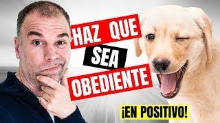 Como EDUCAR un Cachorro - IMPORTANTE