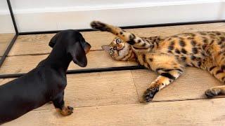 Dachshund puppy plays with Bengal cat.