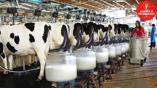 MODERN HIGH-TECH DAIRY FARM-AMAZING COW FARMING-MODERN CATTLE FARMING TECHNOLOGY-MILK PRODUCTION