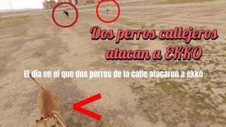 perros callejeros ATACAN A PITBULL (no sensibles)