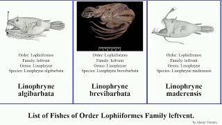 List of Fishes of Order Lophiiformes Family leftvent. linophryne lucifer indica mollis coronata