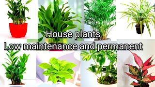 House plants Low maintenance permanent .Best Indoor And Outdoor #HomeGardeningAndIdeas