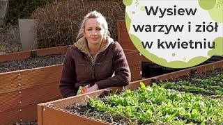 Wysiewy warzyw i ziół do gruntu w kwietniu. Co możemy wysiać w kwietniu na grządkę?