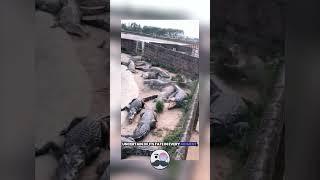 Chicken vs Crocodiles: A Fight for Survival! 