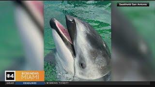 Miami Seaquarium Lolita's companion dolphin has a new home