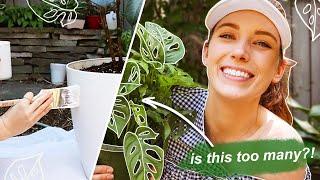 new house plant tour (plus plant shopping + diys)