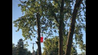 Tree Removal in my driveway.