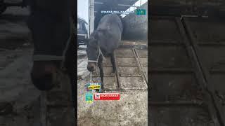 Мал базар тараз #ауыл #алматы #ат #жылкы #кокпар #shortvideo #youtubeshorts #horse #тараз