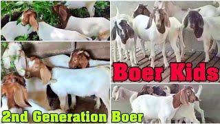 Boer Kids In Raigadh- 2nd Generation Boer Goats - 5 Boer Kids