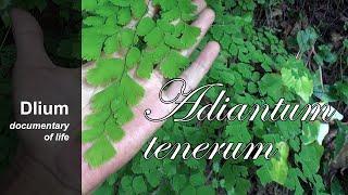 Fan maidenhair fern (Adiantum tenerum) - part 1