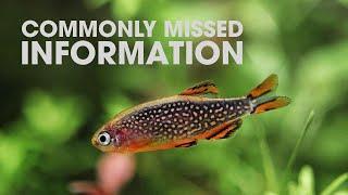 IMPORTANT THINGS TO KNOW BEFORE BUYING CPDS CELESTIAL PEARL DANIOS