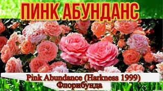 Обзор розы Пинк Абунданс - Pink Abundance (Harkness 1999)